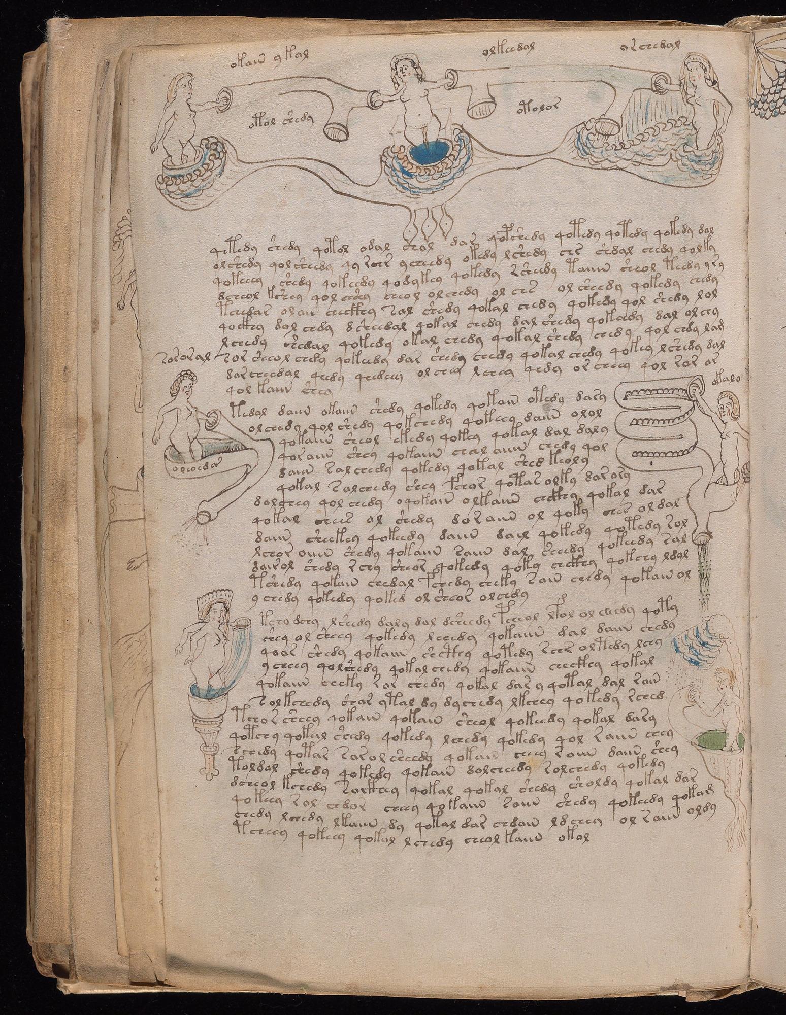 Voynich Manuscript folio f77v — Beinecke MS 408